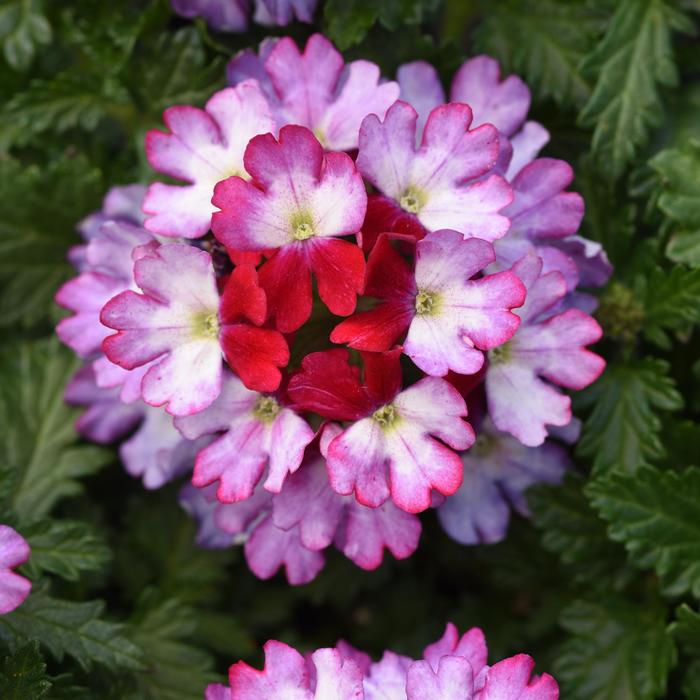 Verbena Beats Red White Quart