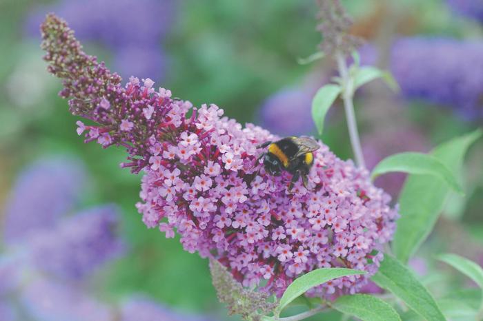 Butterfly Bush White 3 Gal