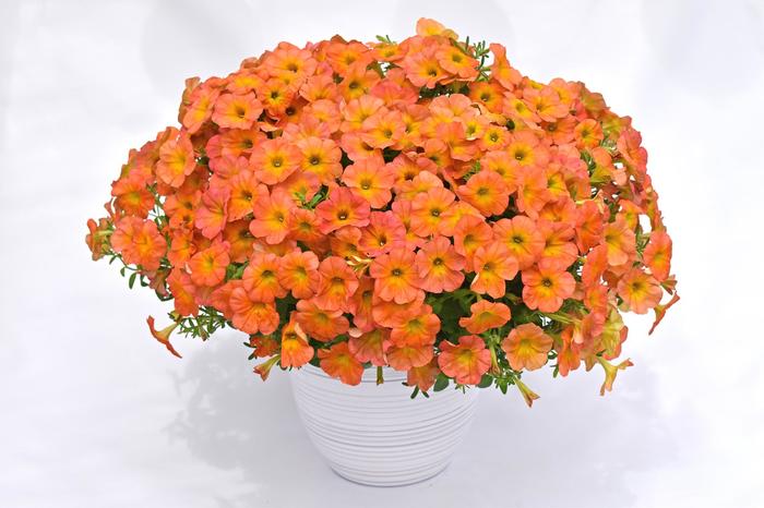 Petunia Flower Shower Patric Star 1 Gal