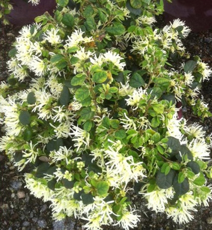 Loropetalum Jazz Hands Bold 7 Gal