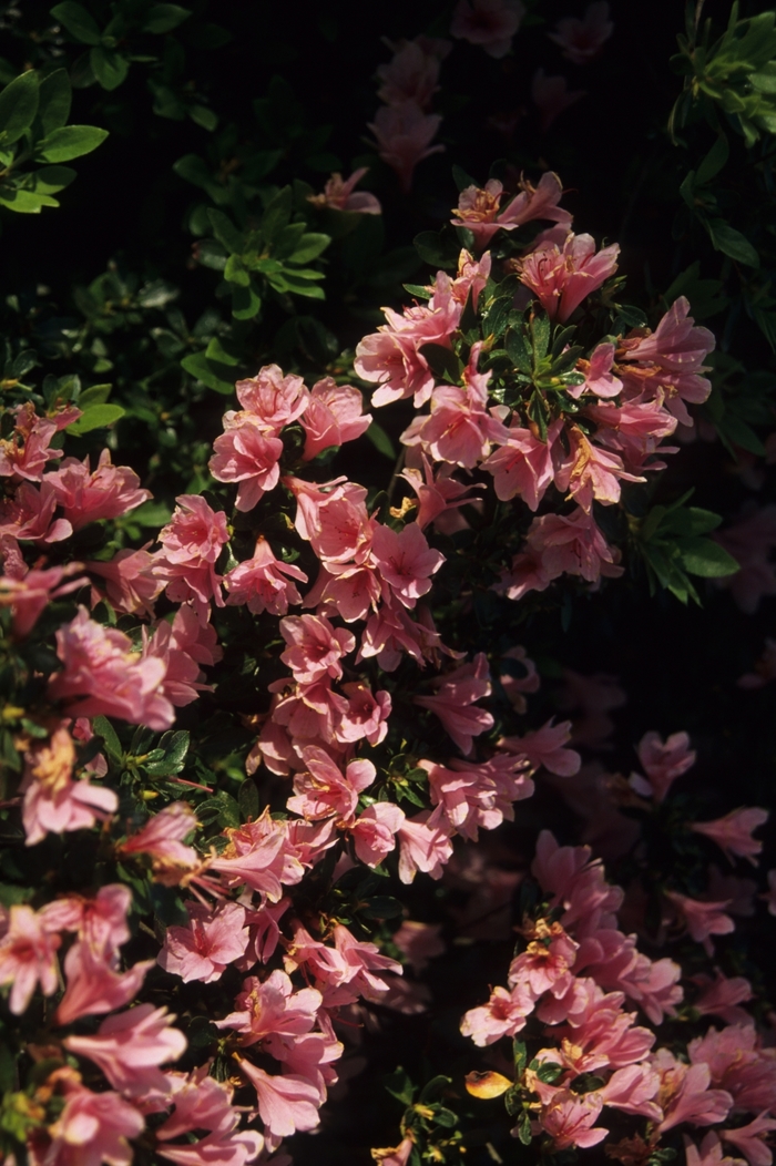 Azalea Hershey Red 1 Gal