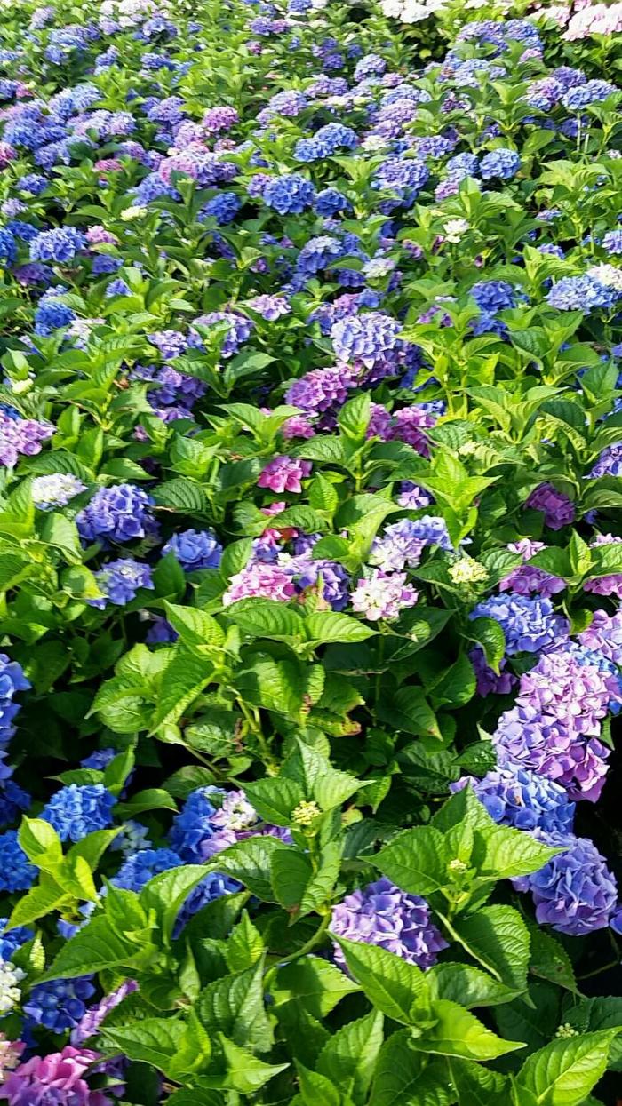Hydrangea Blushing Bride 5 Gal