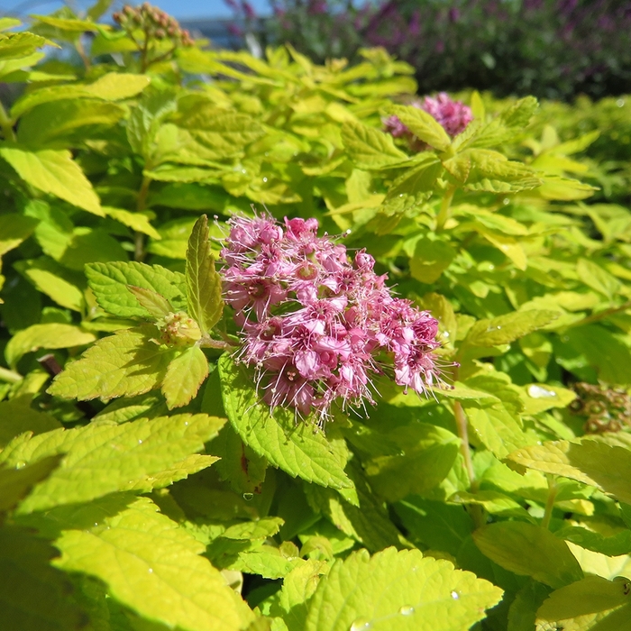 Spirea Pink 3 Gal