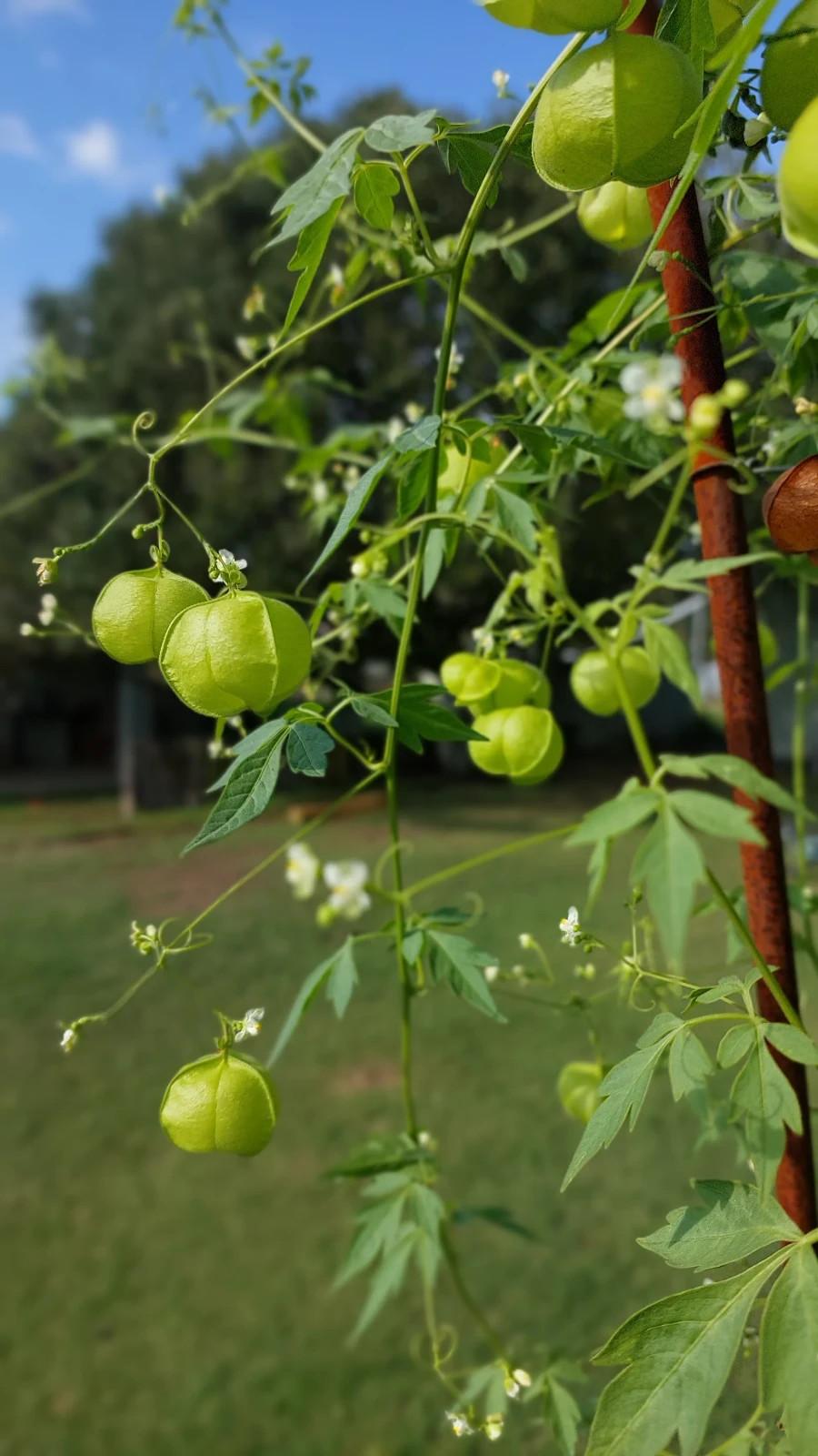 Cardiospermum halicacabum - Love in a puff - Balloon Vine - Mini Plug x1
