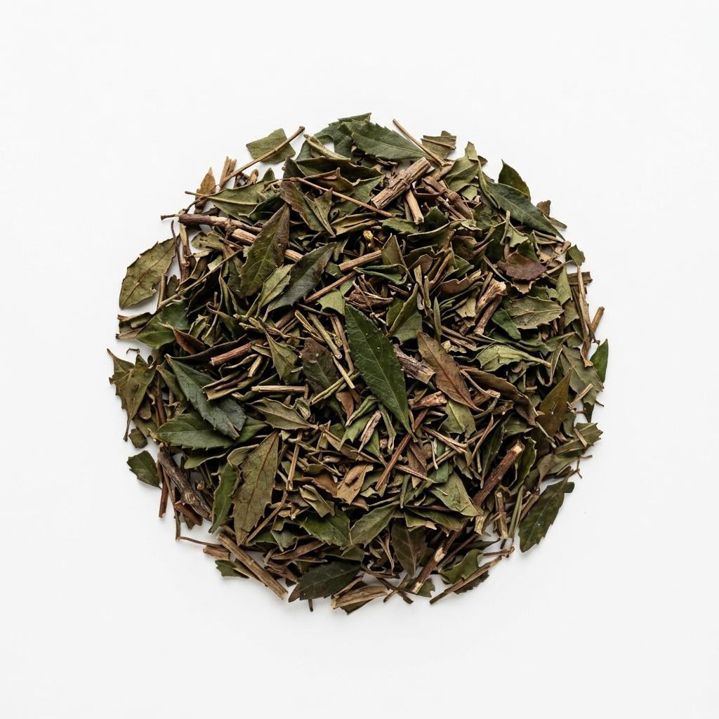 Pipsissewa