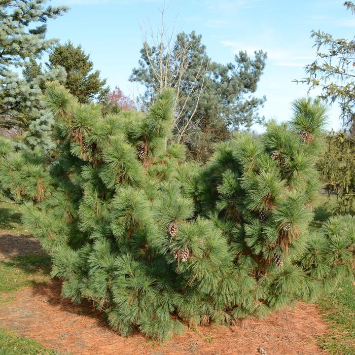 Piper Crocatum 4"