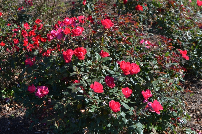 Knock Out Rose Double Red 2 Gal