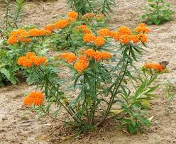 Butterfly Weed (Asclepias), 1 gallon