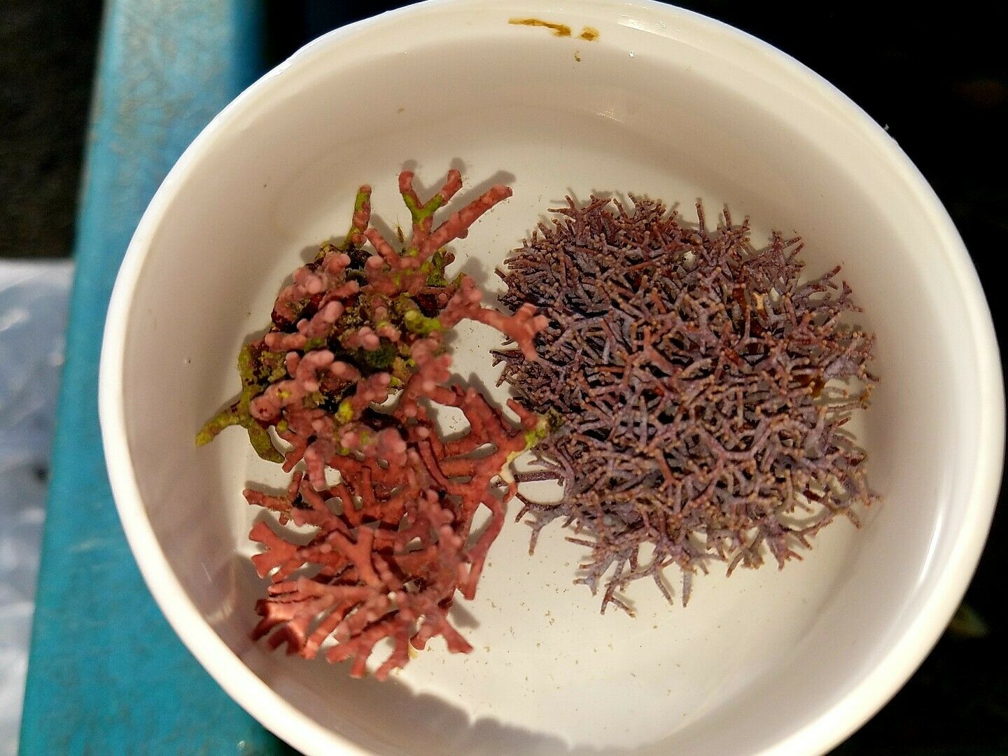 Thick AND Thin Branching Coralline Algae  Frag 1″ to 2″