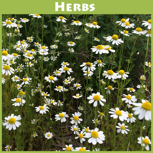 Chamomile German
