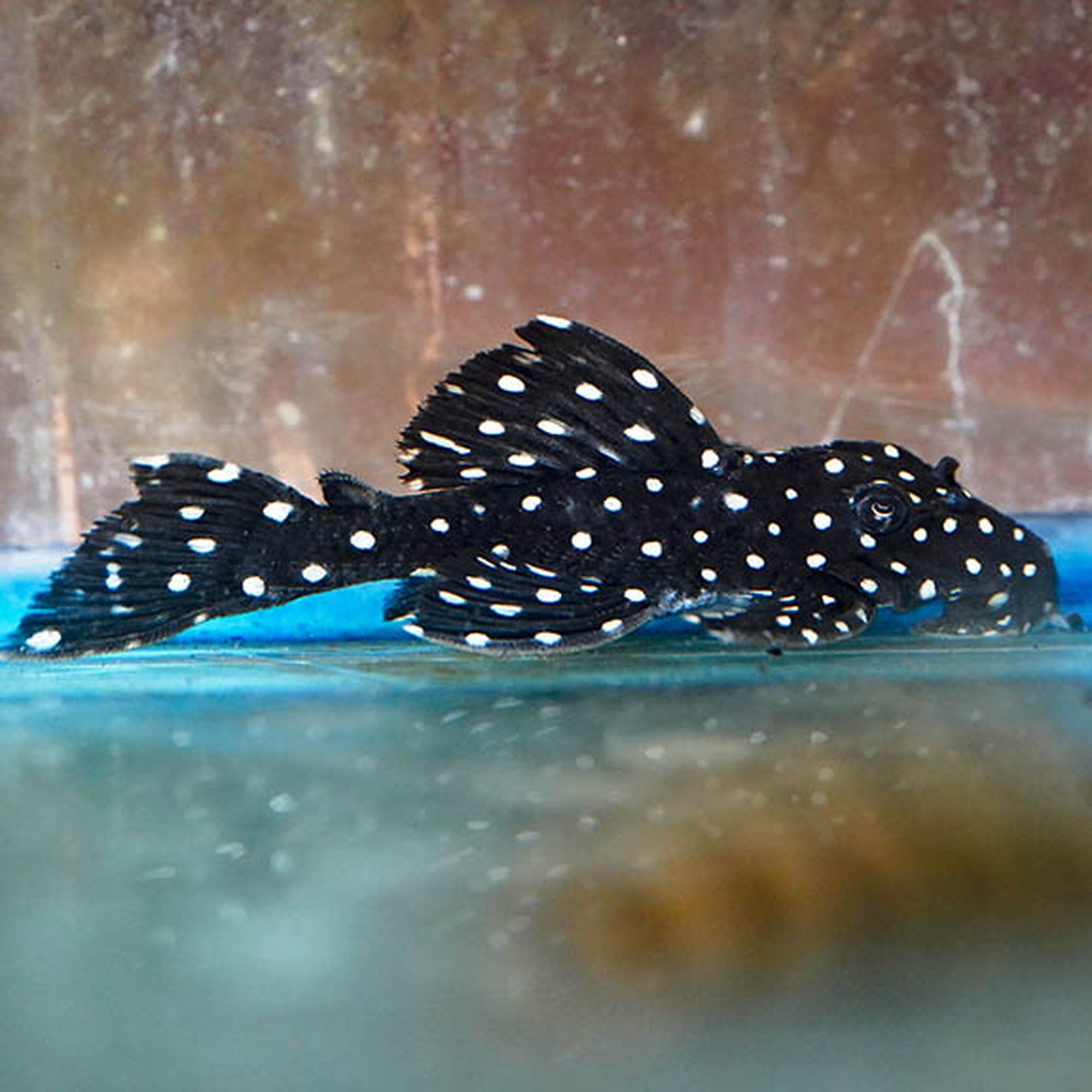 Common Plecostomus (photo 2 of 2)
