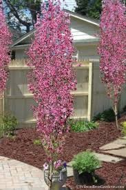 Corinthian Pink Double Flowering Peach (Prunus), 5 gallon