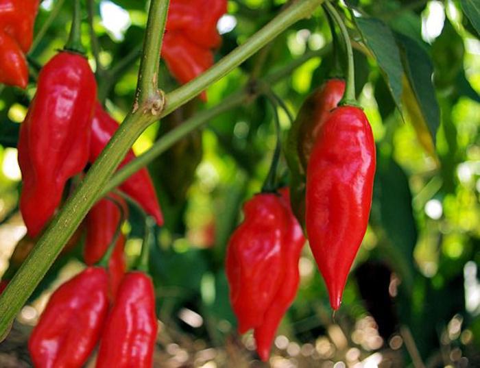 Ornamental Pepper Hot Pot Yellow Quart