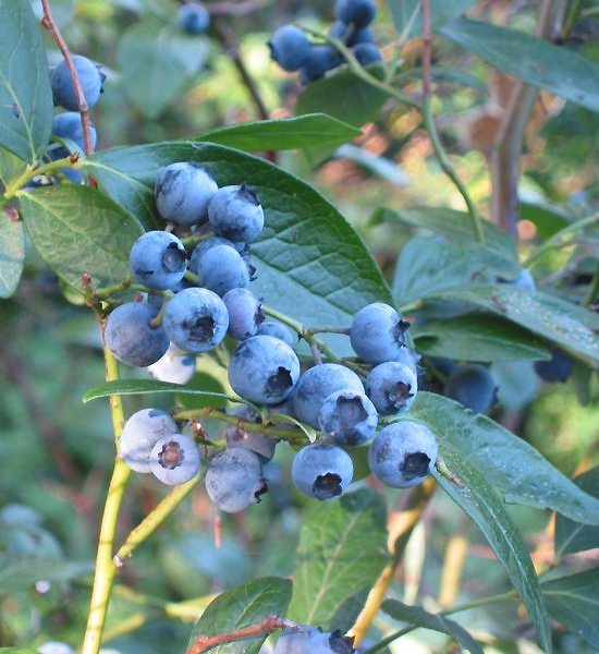 Vaccinium corymbosum Jersey
