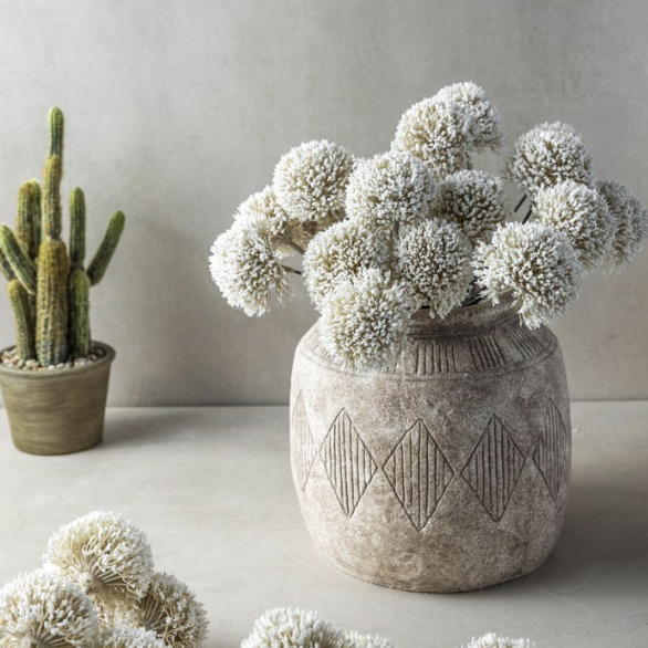 Allium Cream Bunch