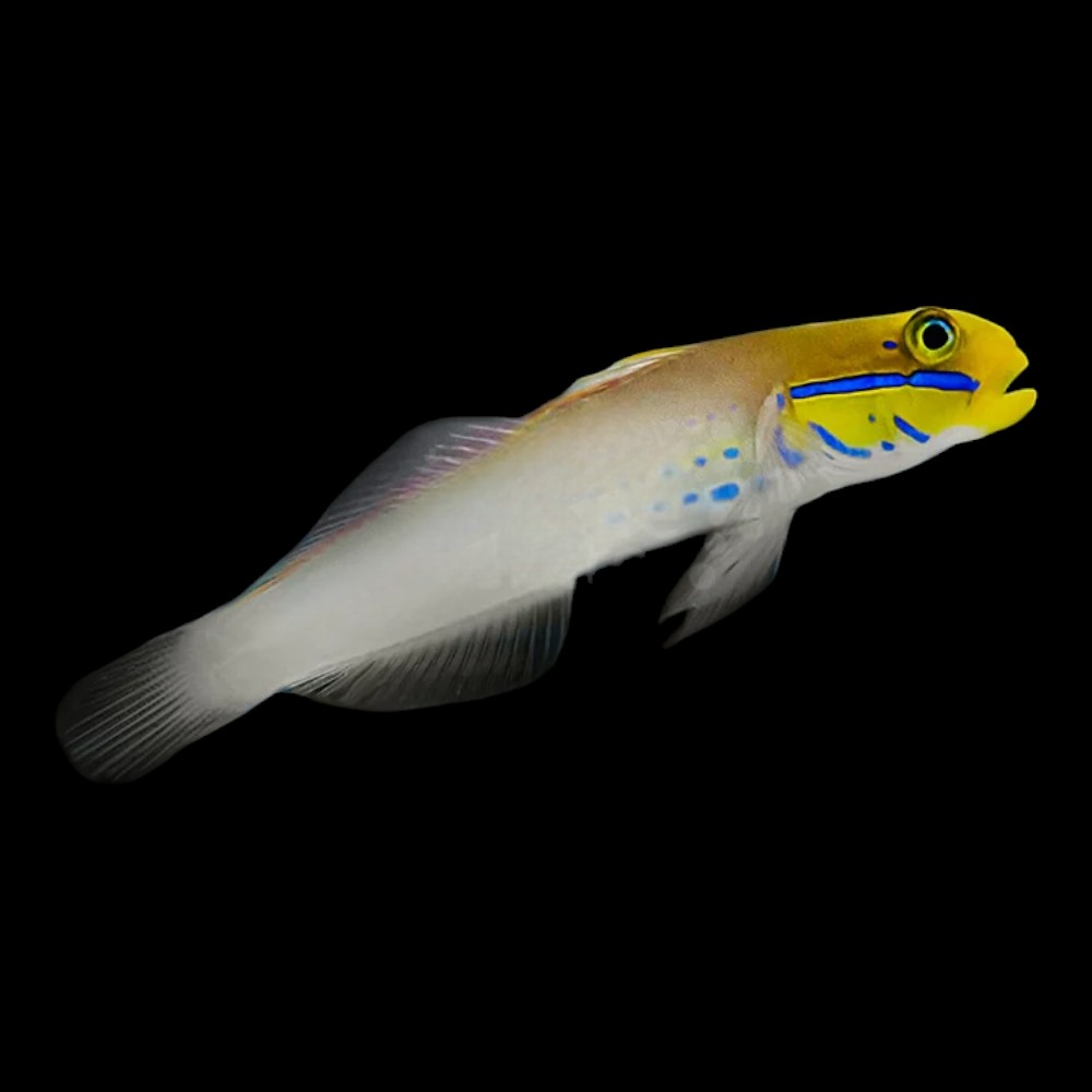 Golden Headed Sleeper Goby