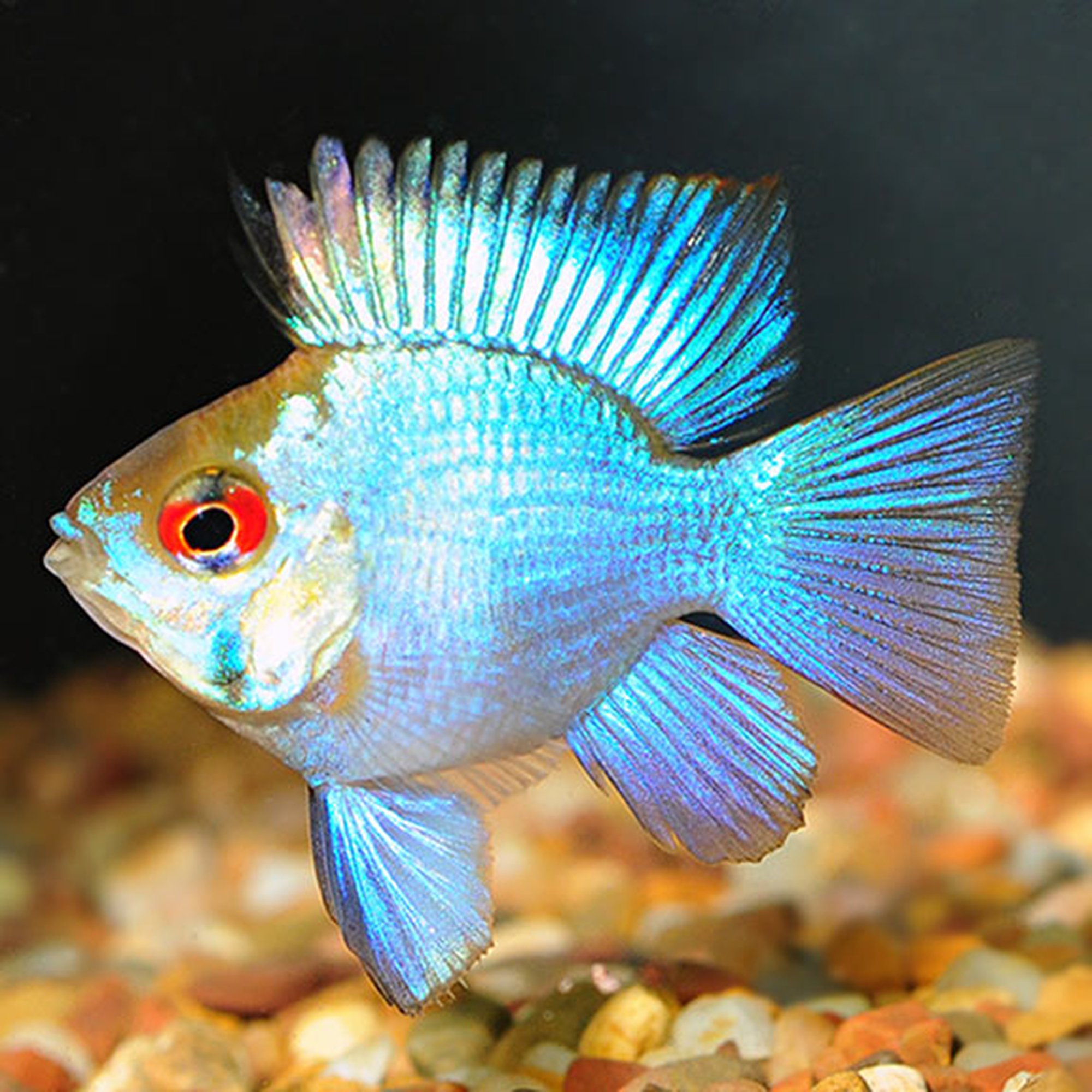 Electric Blue Balloon Ram (photo 2 of 2)