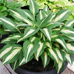 Medio Variegata Hosta, Bare Root