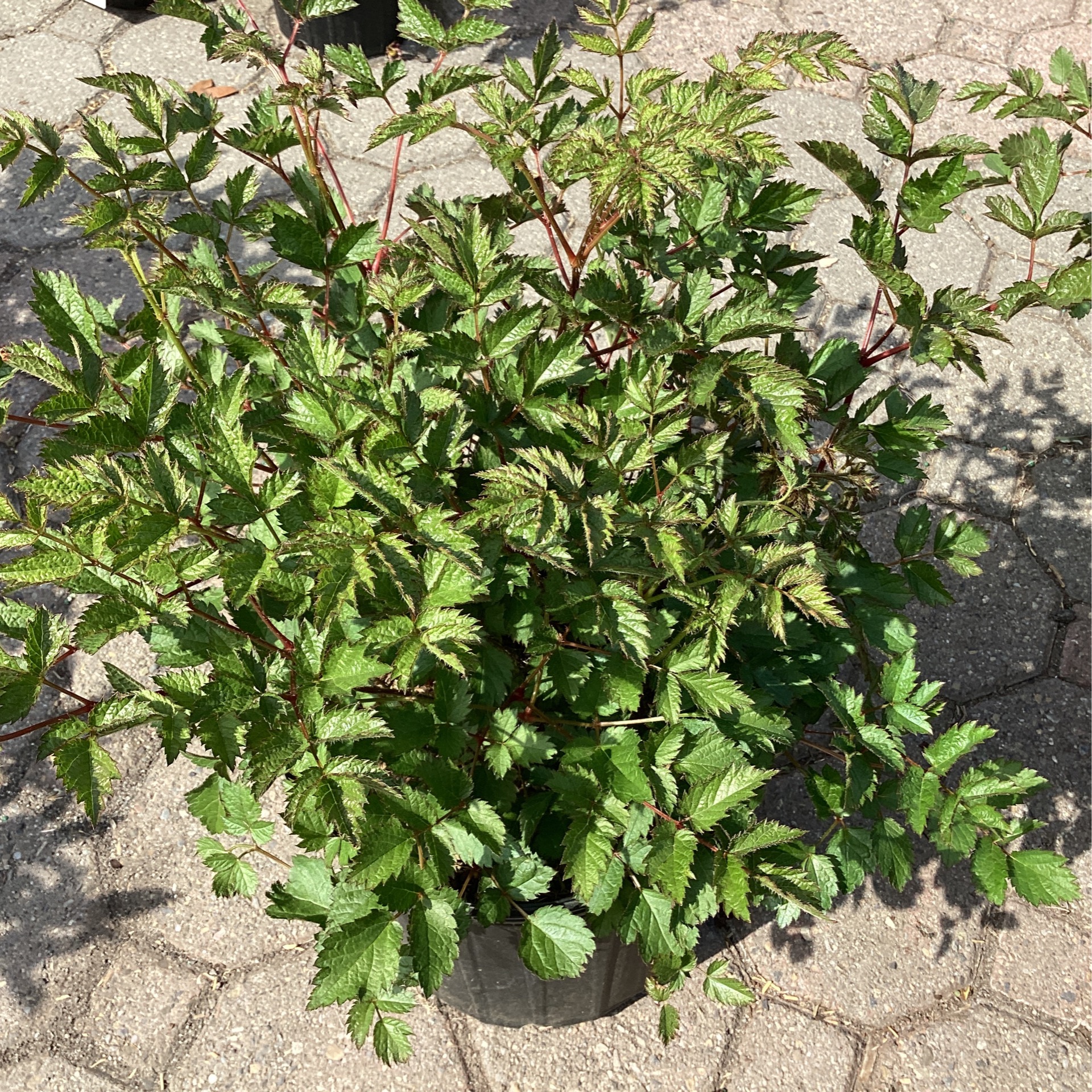 Astilbe (False Spirea)