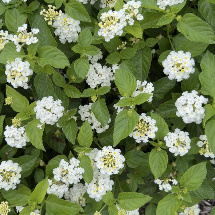 Lantana Luscious Basket Tangelo Quart PW