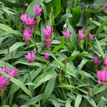 Tulip Siam Splash 1 Gal