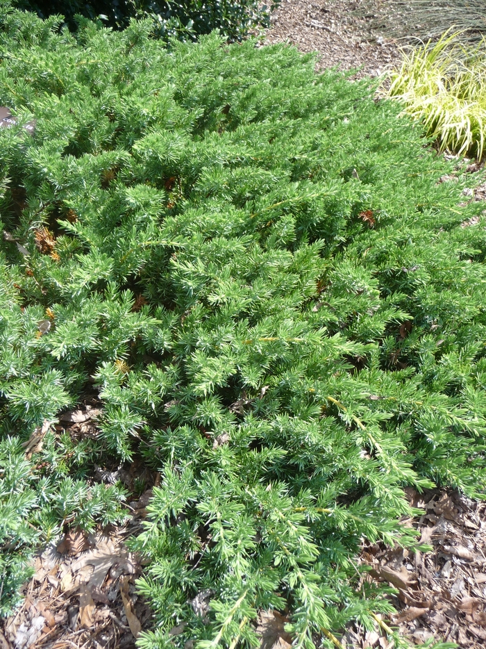 Juniper Golden Pacific 1 Gal