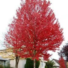 Red Maple (Acer), 3 gallon