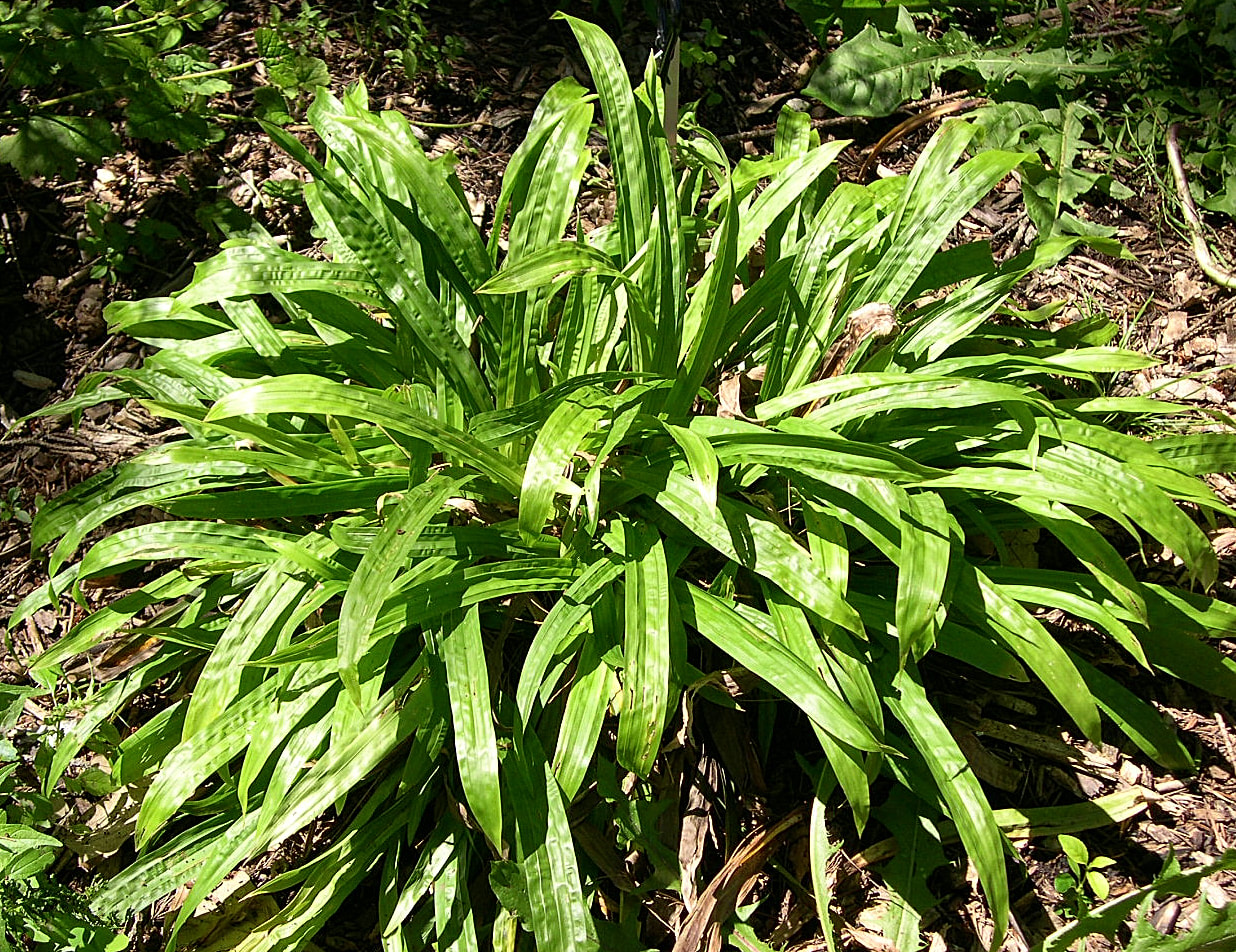 Plantain-leaf Sedge