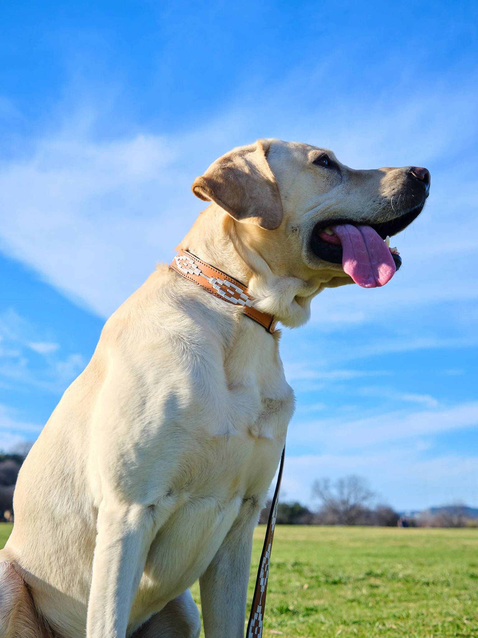 Zilker Belts - Rambler Dog Collar