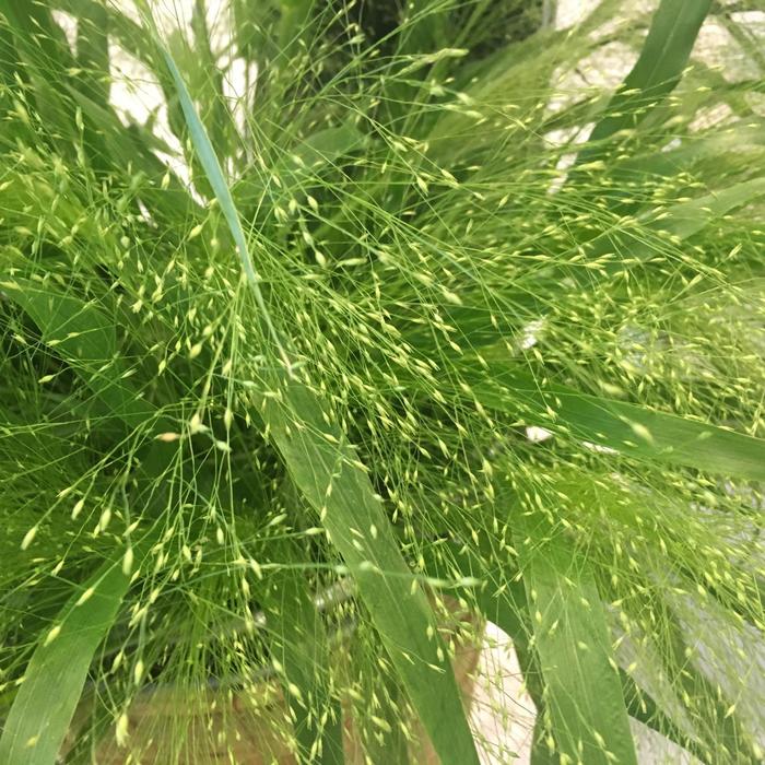 Switch Grass 3 Gal