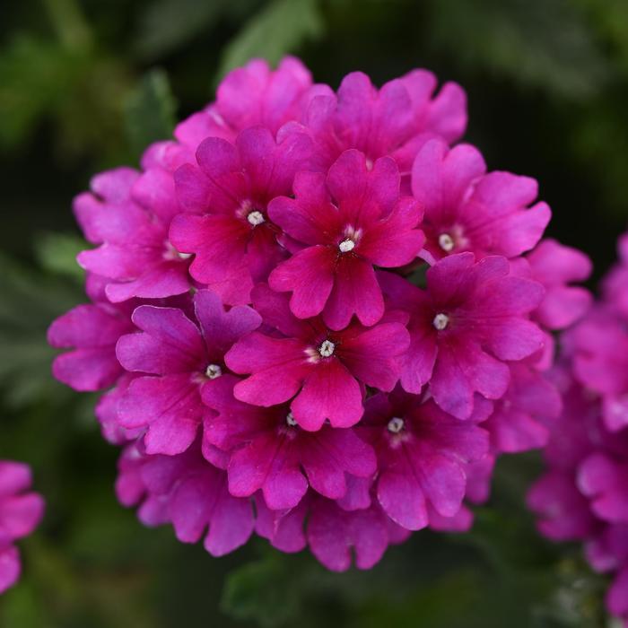 Verbena Cadet Upright Red 1 Gal