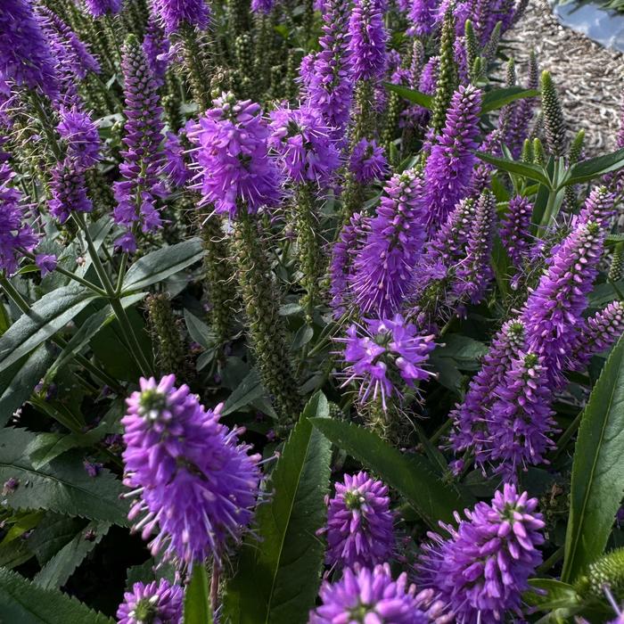 Veronica Skyward Blue 1 Gal PW
