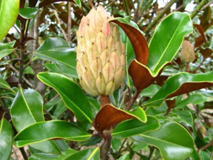 Magnolia Claudia Wannamaker 65 Gal