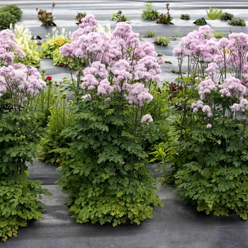 Nimbus Pink Meadow Rue 1 Gal