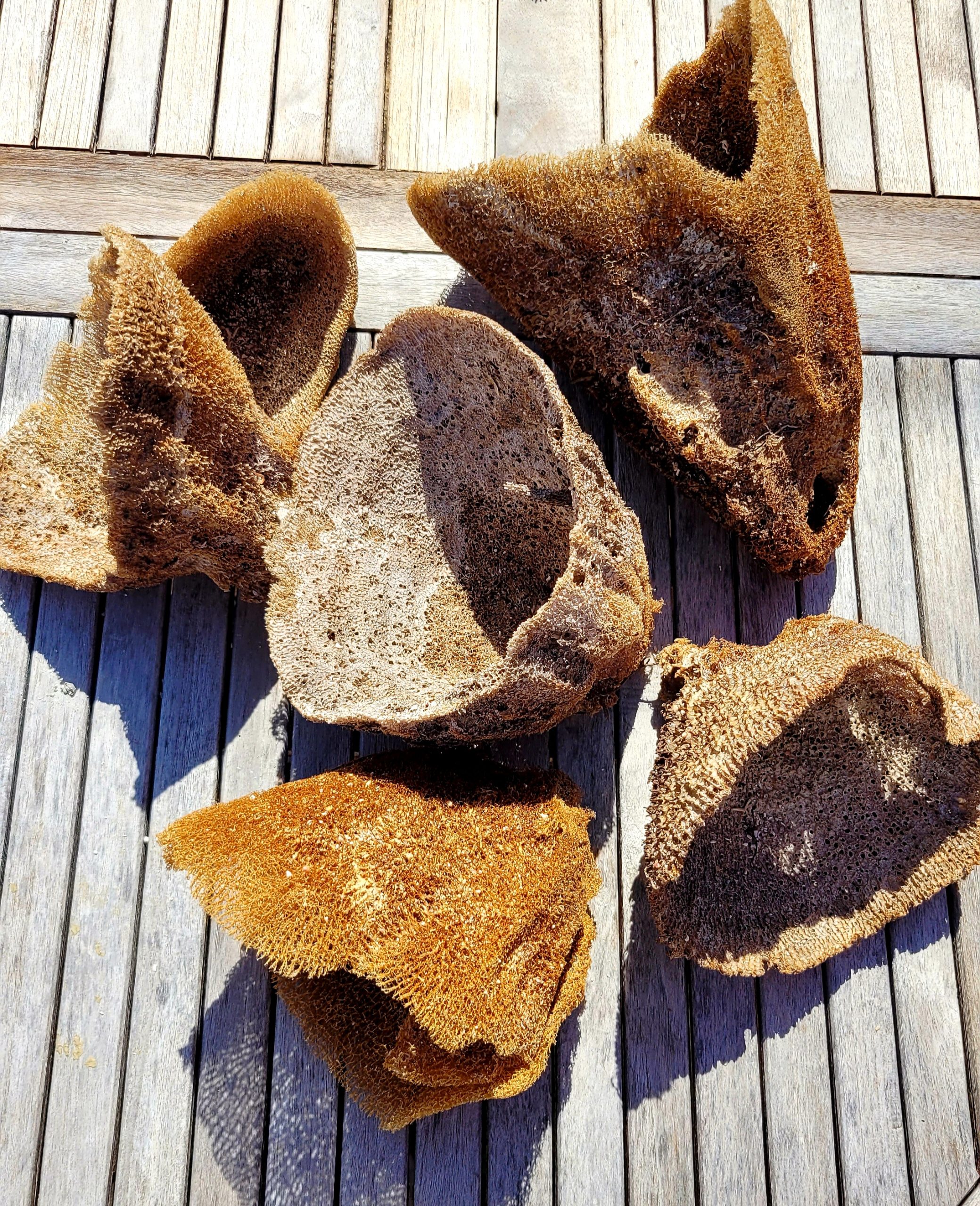 Large Dried Sponge- Decorative Piece