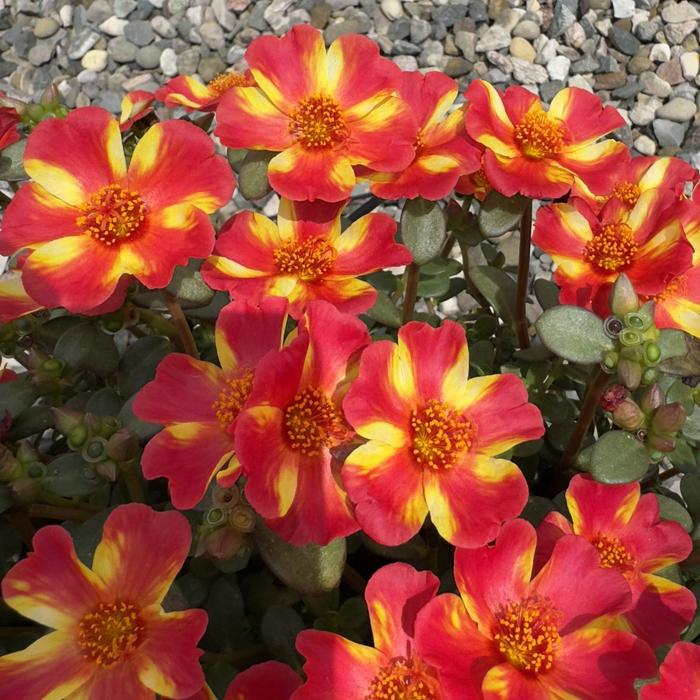 Purslane Pazzaz Nano Tropical Punch 3.5"