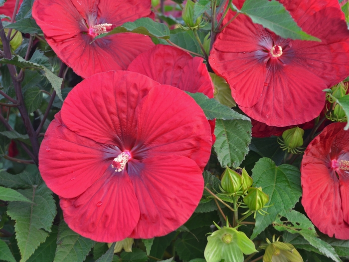 Hardy Hibiscus Watermelon Ruffles 3 Gal