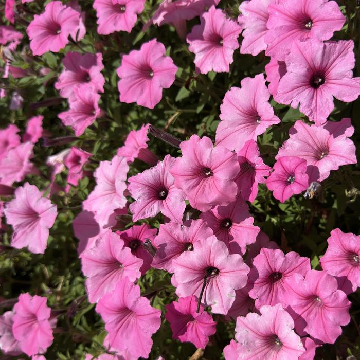 Petunia Supertunia Vista Bubblegum Quart PW