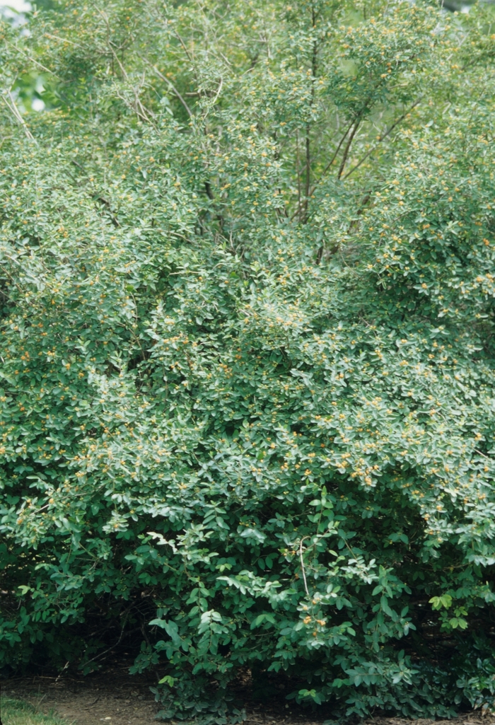 Lonicera Gold Flame 3 Gal