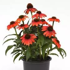 Sombrero Poco Hot Coral Coneflower (Echinacea), 1 gallon