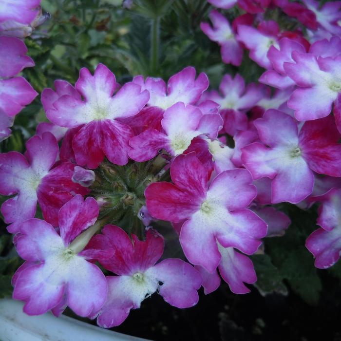 Verbena Vanessa Grape 1 Gal