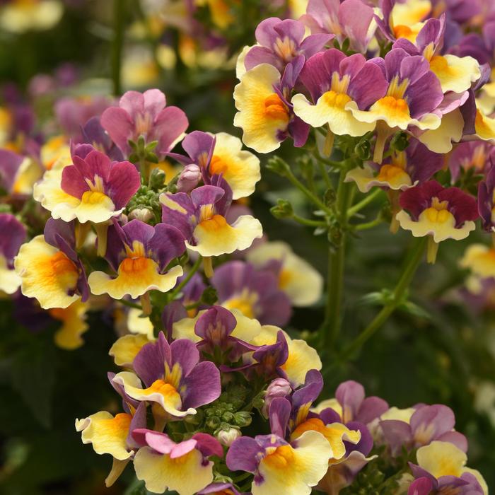 Nemesia Whimsy Red Quart