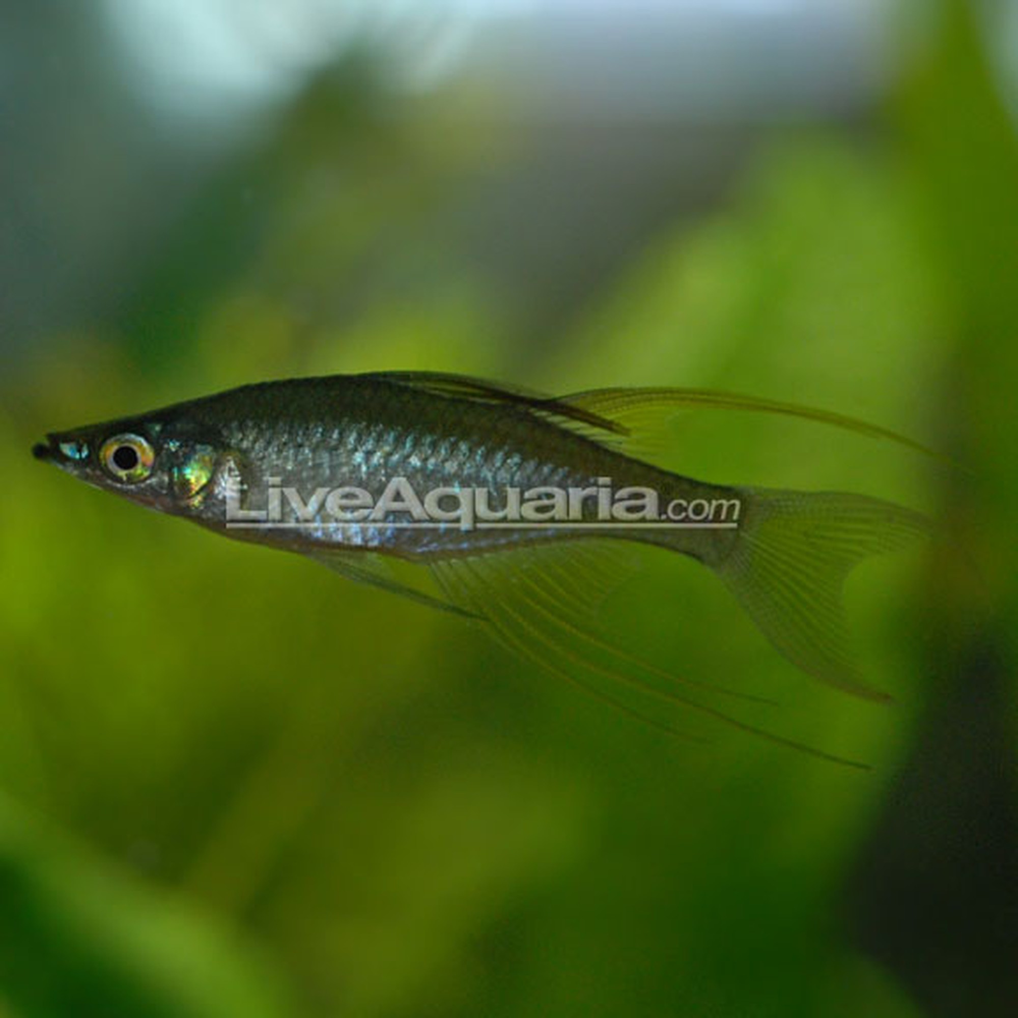 Threadfin Rainbow Pair