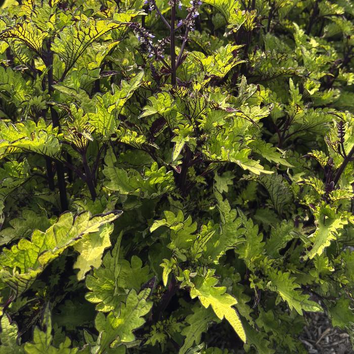 Coleus Ruby Road 1 Gal