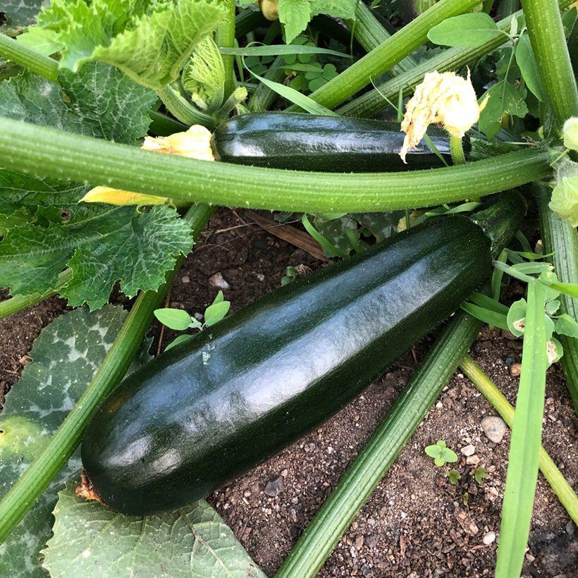Courgette Black Beauty - 2x Plug Plants - Compact, Prolific Cropper
