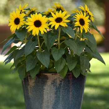 Sunflower Sunbuzz 1 Gal