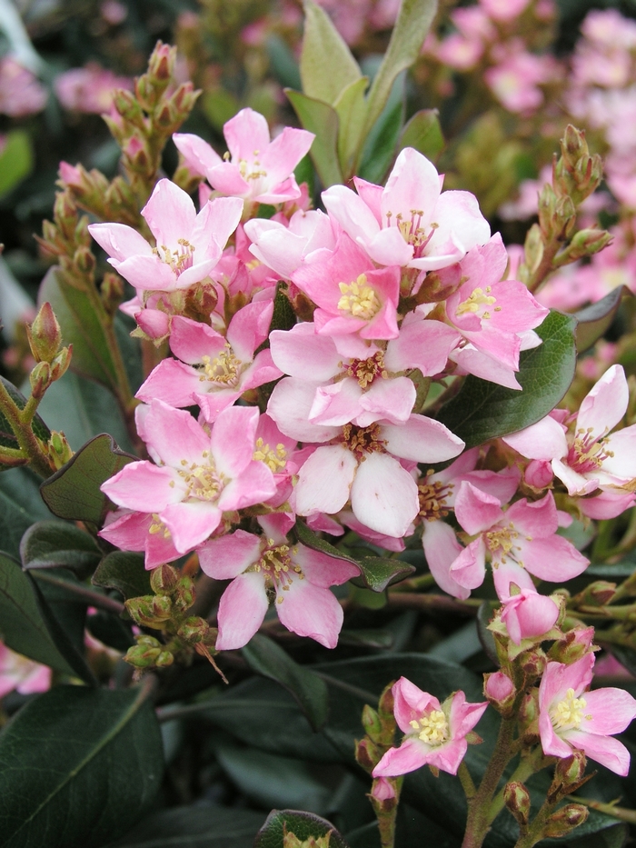 Indian Hawthorn Dwarf Pink 5 Gal