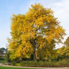 Shademaster Honeylocust (Gleditsia), 7 gallon
