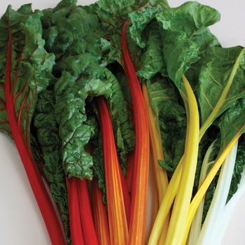 Swiss Chard 1 Gal