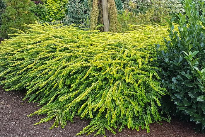 Lonicera Garden Glow 3 Gl